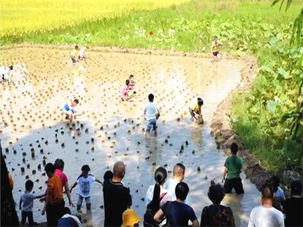 手抓稻田鲤鱼快乐